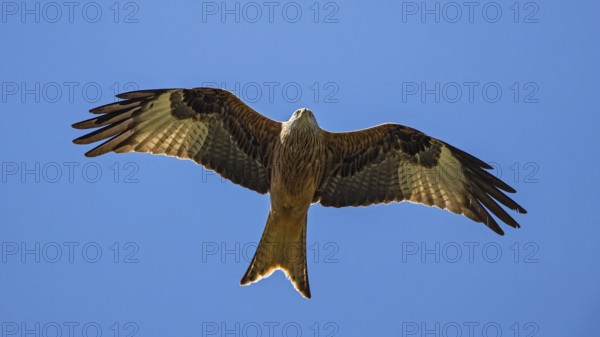 Red Kite (Milvus milvus) flying, Baden-Wuerttemberg, Germany