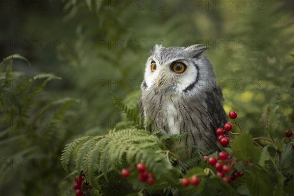 Southern White-faced Owl (Ptilopsis granti) captive, Germany
