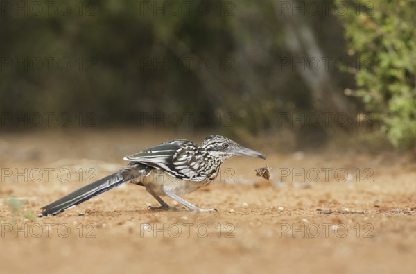 Greater Roadrunner (Geococcyx californianus), Texas, USA