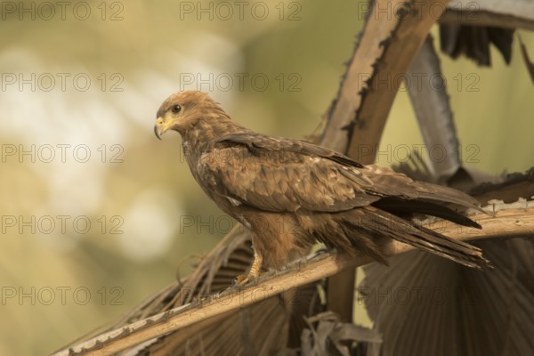 Black Kite (Milvus migrans), Gambia