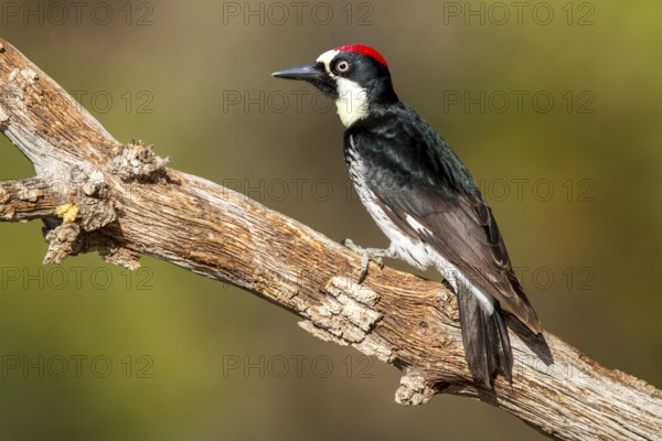 Acorn Woodpecker Melanerpes formicivorus Santa Rita Mountains, Santa Cruz County, Arizona, United States 14 May Adult Male Picidae
