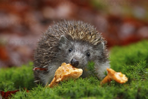 Cute European Hedgehog, Erinaceus europaeus, eating orange mushroom in the green moss