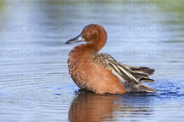Cinnamon Teal (Spatula cyanoptera) male, British Columbia, Canada