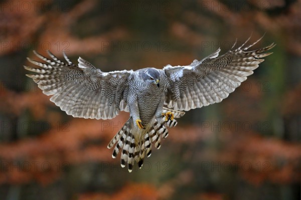 Goshawk flying, bird of prey with open wings with evening sun back light, nature forest habitat, Czech Republic. Wildlife scene from autumn nature. Bird fly landing pn tree trunk in orange vegetation
