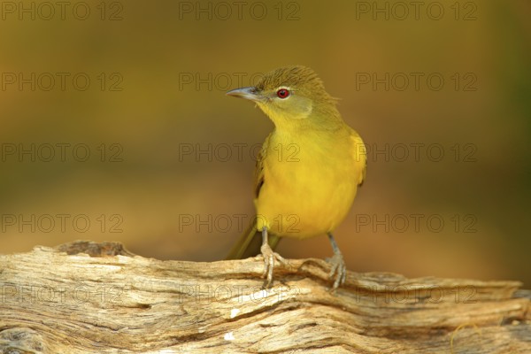 Yellow-bellied Greenbul, Chlorocichla flaviventris, African song bird sitting on the old tree trunk, nature habitat, Chobe National Park, Botswana, Africa