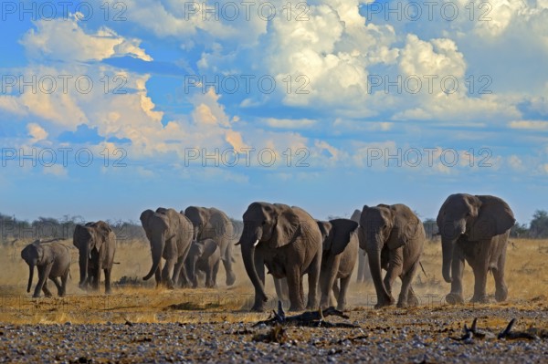 Big African Elephants herd, with blue sky and white clouds, Etosha NP, Namibia in Africa. Elephant in the gravel sand, dry season. Wildlife scene in the nature. Blue sky with white clouds