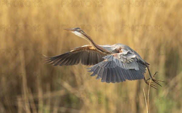 Purpurreiher (Ardea purpurea)