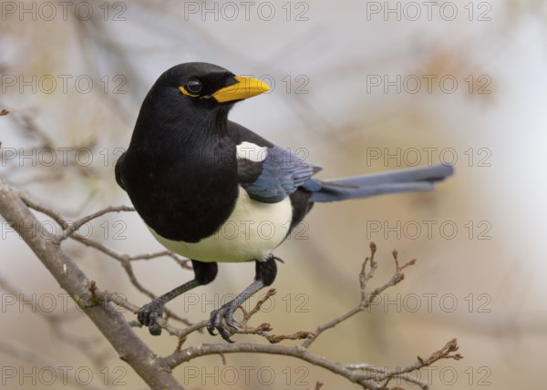 A Yellow-billed Magpie (Pica nuttalli), endemic to California, perched in a deciduous oak tree near Sacramento in California's Central Valley