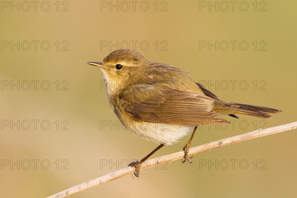 Common Chiffchaff (Phylloscopus collybita), Baden-Wuerttemberg, Germany