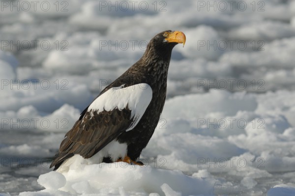 Steller's Sea Eagle (Haliaeetus pelagicus), Hokkaido, Japan