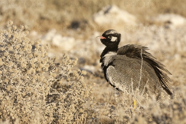 Northern Black Korhaan (Afrotis afraoides) male, Etosha, Namibia