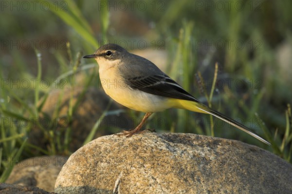 Grey Wagtail (Motacilla cinerea) female, Castile-La Mancha, Spain