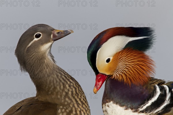 Mandarin Duck (Aix galericulata), Baden-Wuerttemberg, Germany