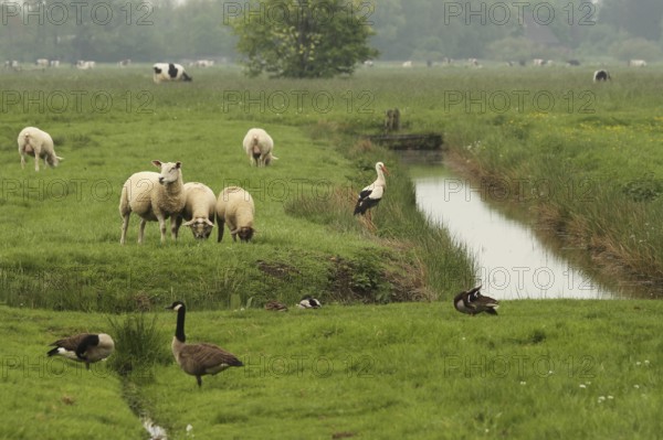 White Stork (Ciconia ciconia), Lower Saxony, Germany