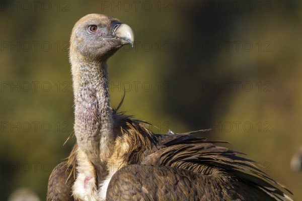 Griffon Vulture (Gyps fulvus), portrait, Castilla Leon, Spain