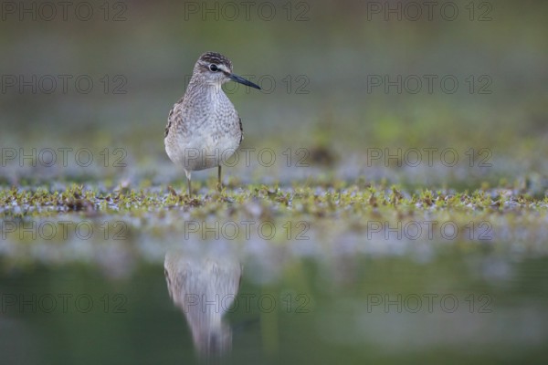 Wood Sandpiper (Tringa glareola) foraging, North Rhine-Westphalia, Germany