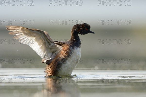 Black-necked Grebe (Podiceps nigricollis) flapping, North Rhine-Westphalia, Germany