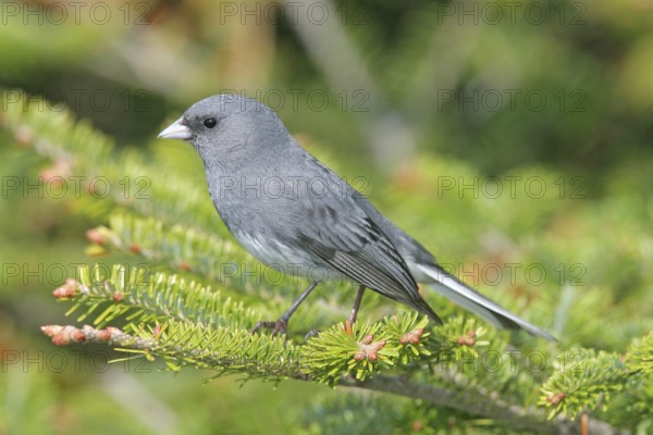 Dark-eyed Junco Junco hyemalis Mt. Mitchell, North Carolina, United States 14 May Adult Male Emberizidae