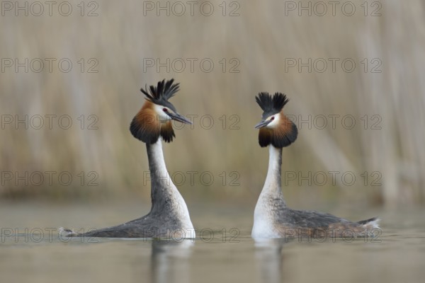 Great Crested Grebe (Podiceps cristatus) pair displaying, North Rhine-Westphalia, Germany