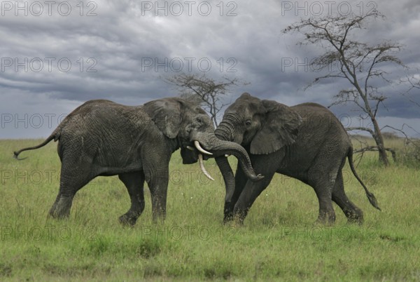 African elephant (Loxodonta africana) two fighting bulls, Serengeti National Park; Tanzania
