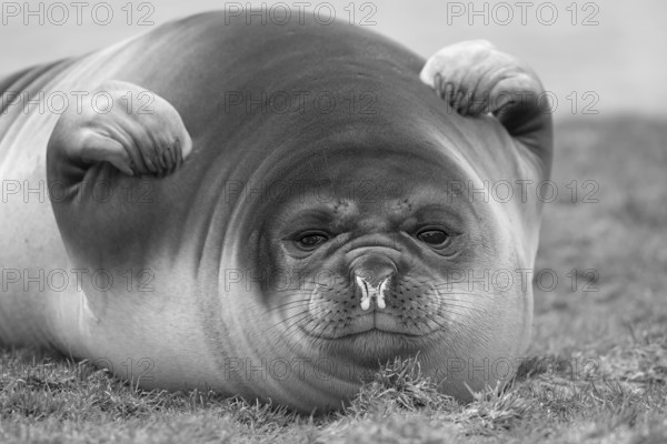 Southern Elephant Seal (Mirounga leonina) female resting, South Georgia