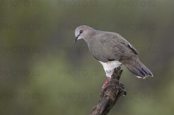White-tipped Dove (Leptotila verreauxi), Texas, USA