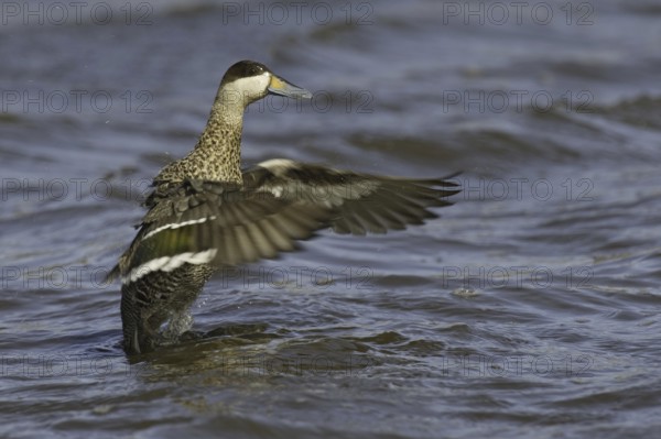 Silver Teal (Spatula versicolor), Falkland Islands