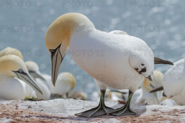 Northern Gannet (Morus bassanus), Schleswig-Holstein, Germany