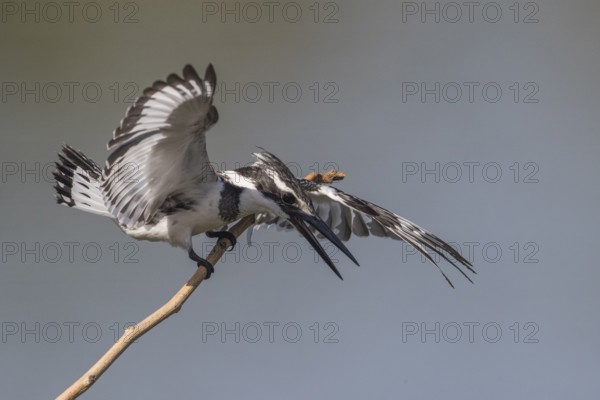 Pied Kingfisher (Ceryle rudis) female in defense posture on a twig, Gambia