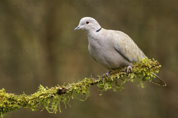 Eurasian Collared Dove (Streptopelia decaocto) perches on a mossy branch in Victoria, British Columbia, Canada