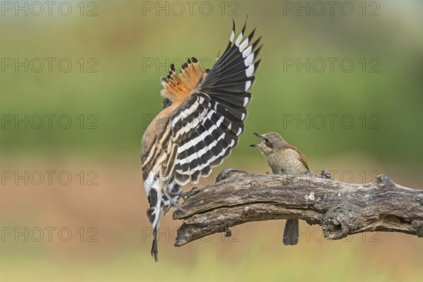 Eurasian Hoopoe & Red-backed Shrike (Upupa epops & Lanius collurio) perched on a branch, Aosta Valley, Italy