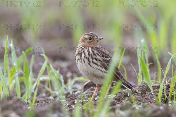Red-throated Pipit (Anthus cervinus) male, Grobnik, Croatia