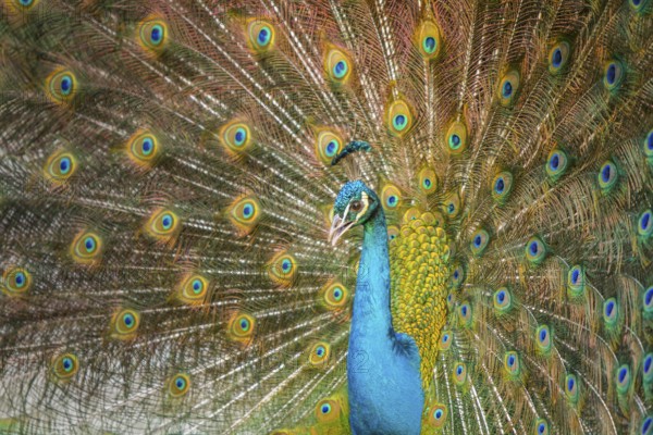 Indian Peafowl (Pavo cristatus), male at courtship display, Castilla Leon, Spain