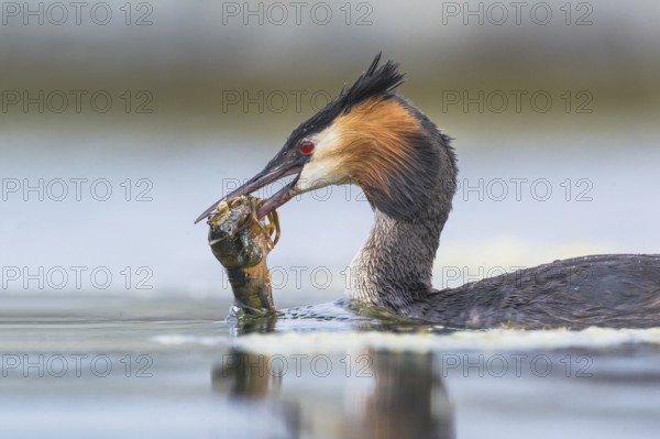 Great Crested Grebe (Podiceps cristatus) with shrimp in beak, Piedmont, Italy