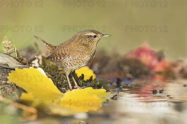 Eurasian Wren (Troglodytes troglodytes) at waterhole, Aosta Valley, Italy