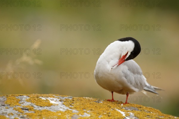 Common Tern (Sterna hirundo) preening, Farne Islands, United Kingdom