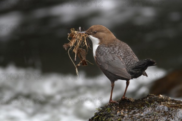 White-throated Dipper (Cinclus cinclus), Lower Saxony, Germany