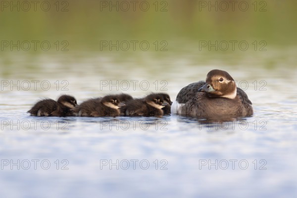 Long-tailed Duck (Clangula hyemalis) with chicks, Varanger, Norway