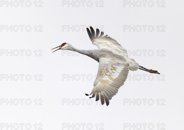 Sandhill Crane (Antigone canadensis) flying, New Mexico, USA
