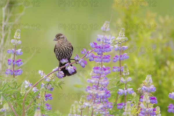Red-winged Blackbird (Agelaius phoeniceus) female, Washington, USA