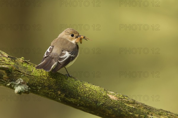 European Pied Flycatcher (Ficedula hypoleuca) female, Utrecht, Netherlands