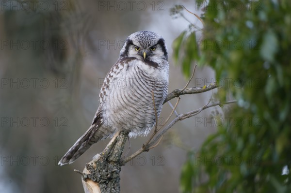 Northern Hawk-Owl (Surnia ulula), Saxony, Germany