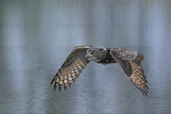 Europäischer Uhu, lat. Bubo bubo, im Flug über einer Wasserfläche