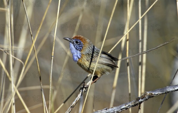 Mallee Emu-wren (Stipiturus mallee) male, Victoria, Australia