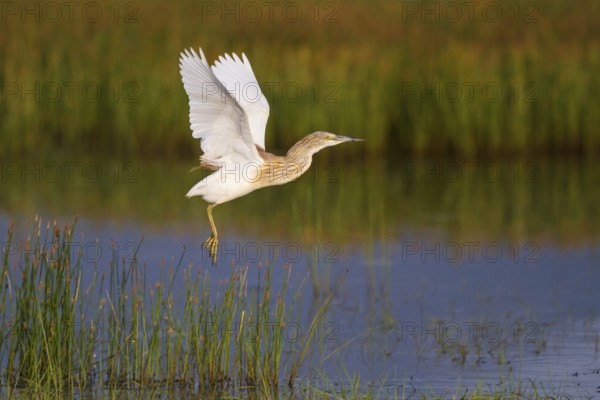 Squacco Heron (Ardeola ralloides) flying, Greece