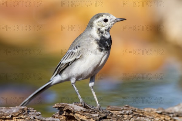 White Wagtail (Motacilla alba), Alicante, Spain
