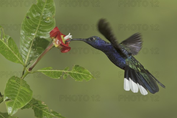 Violet Sabrewing (Campylopterus hemileucurus), Costa Rica