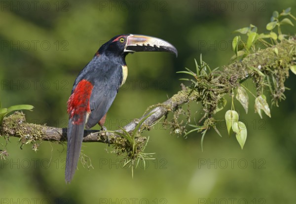 Collared Aracari (Pteroglossus torquatus) - at Laguna Lagarto Lodge near Boca Tapada, Costa Rica