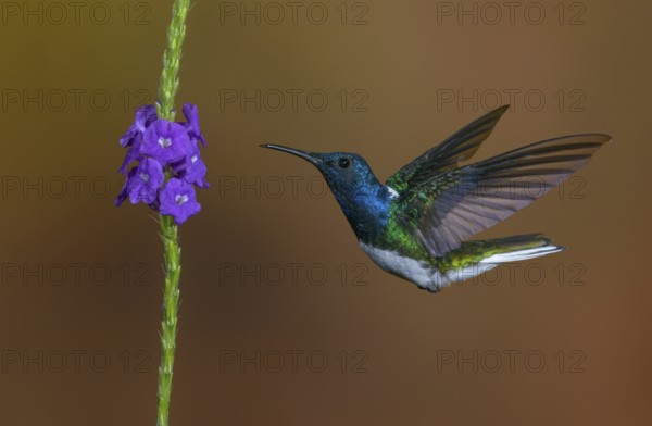 White-necked Jacobin (Florisuga mellivora) - at the Nature Pavilion in La Virgen, Costa Rica