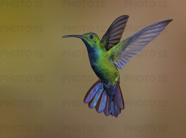 Green-breasted Mango (Anthracothorax prevostii) - at Laguna Lagarto Lodge near Boca Tapada, Costa Rica